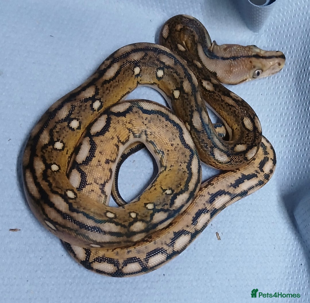 Python Snake reptiles for sale: Malayan Python , Motley female - Advert 3
