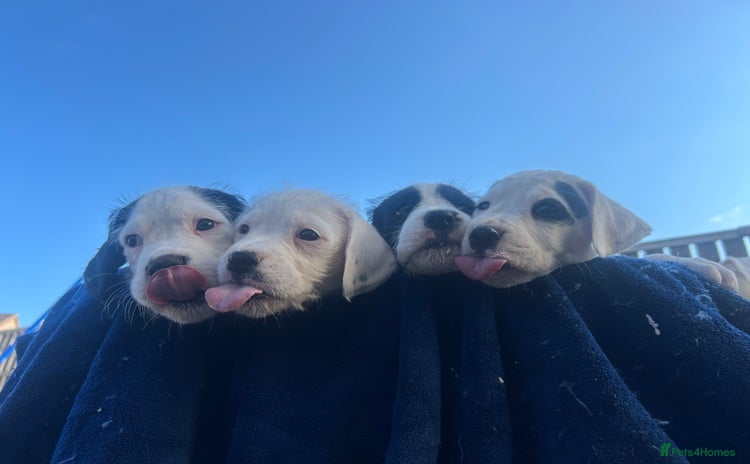 Mixed Breed dogs - Advert 4