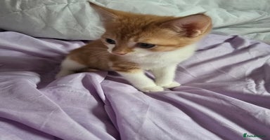 Mixed Breed cats - Advert 3