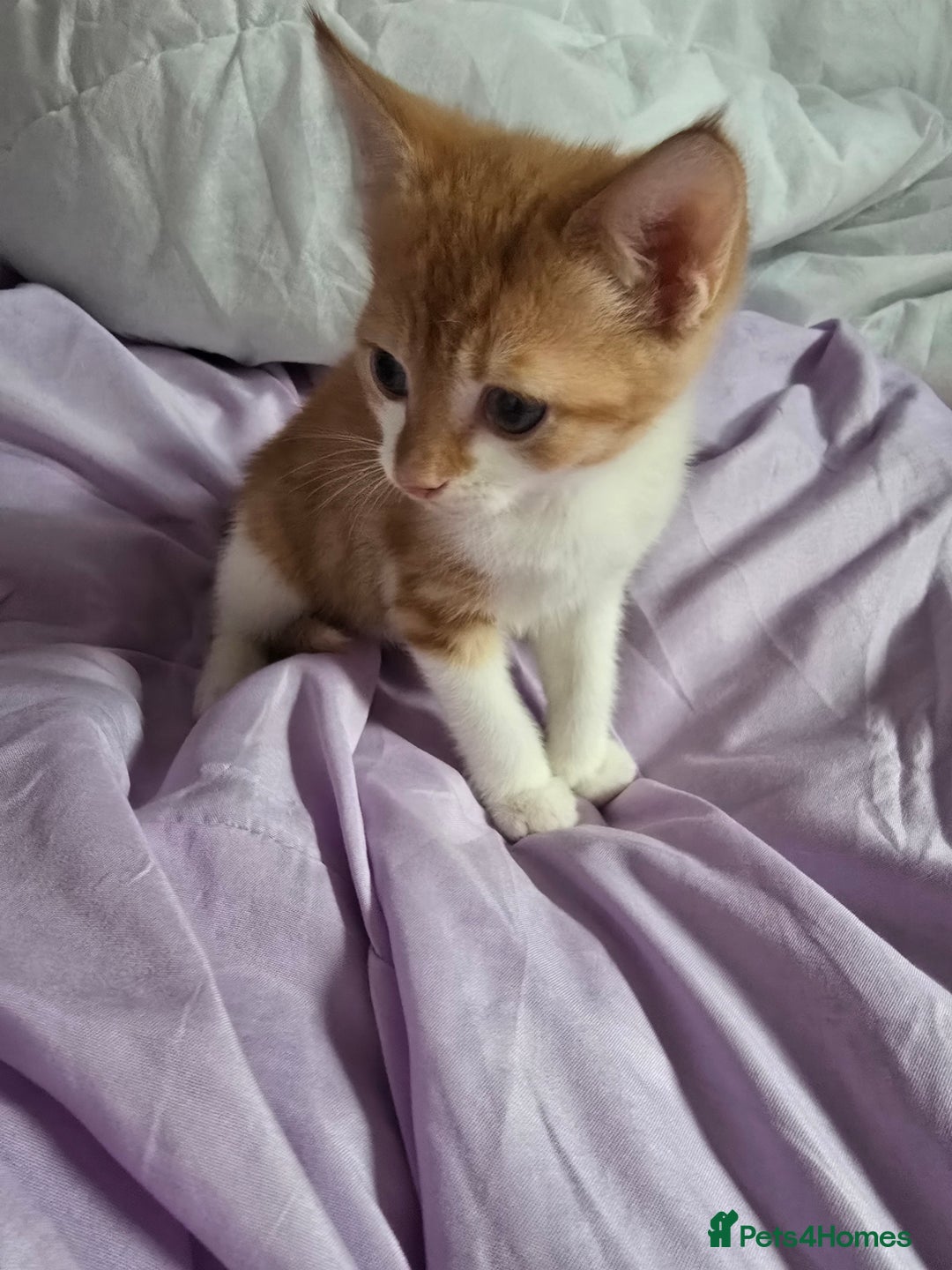 Mixed Breed cats for sale: Only male kitten - Image 2