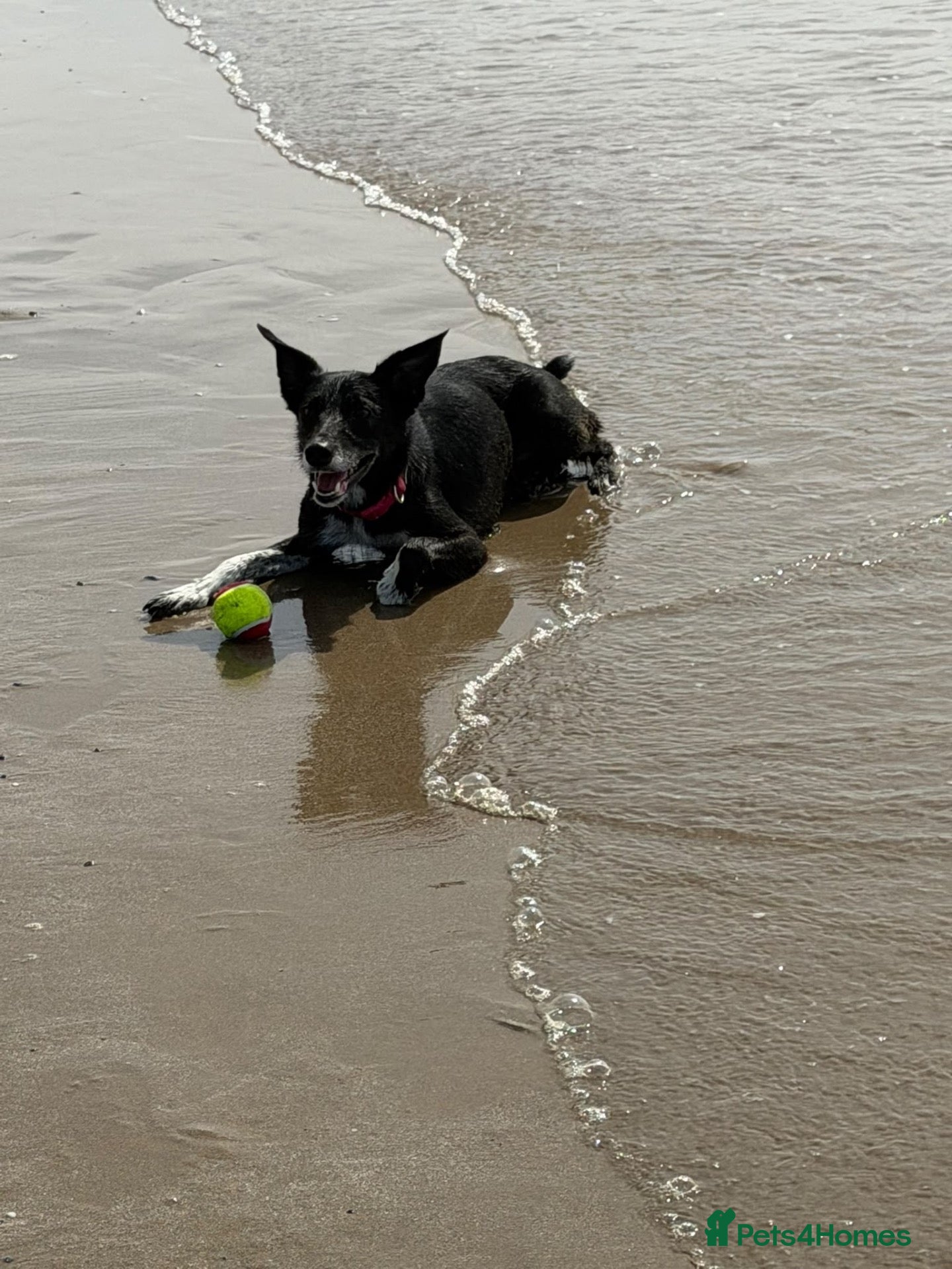 Mixed Breed dogs Female border collie cross Kelpie - Advert 1