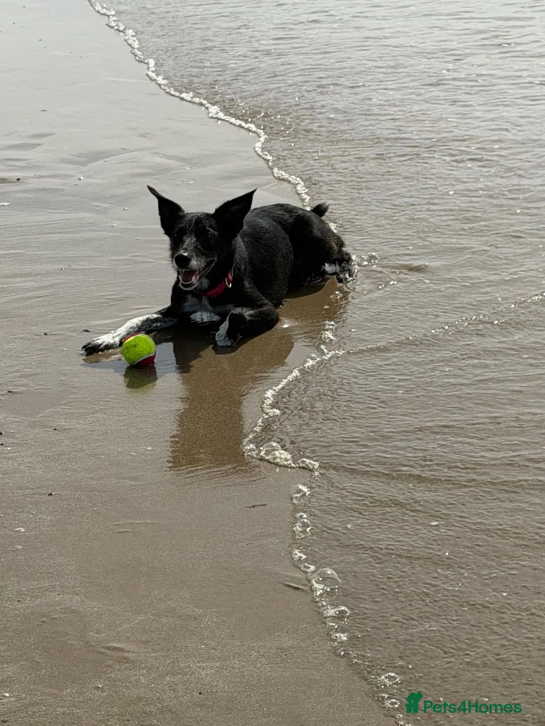 Mixed Breed dogs for sale: Female border collie cross Kelpie in Brierley Hill - Advert 1