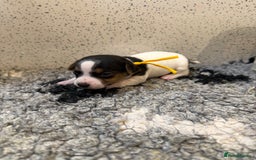 Jack Russell dogs for sale: Jack Russell puppies  - Image 7