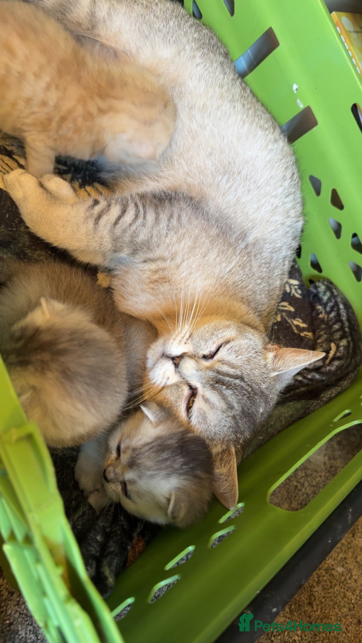 British Shorthair cats 🐾 BSH babies 🐾 - Advert 1