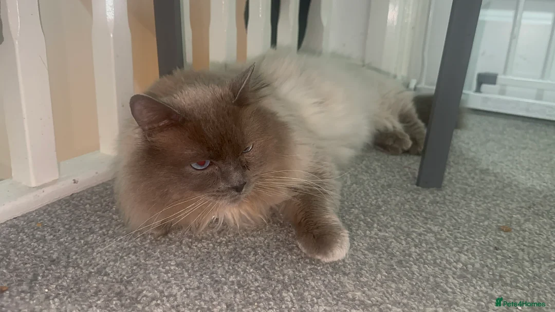 Ragdoll cats for stud: Blue Point Ragdoll STUD - Advert 8