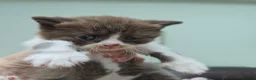 British Shorthair cats for stud: STUD DUTIES - Advert 13