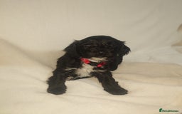 Cockapoo dogs for sale: Stunning cockerpoo pups - Image 8