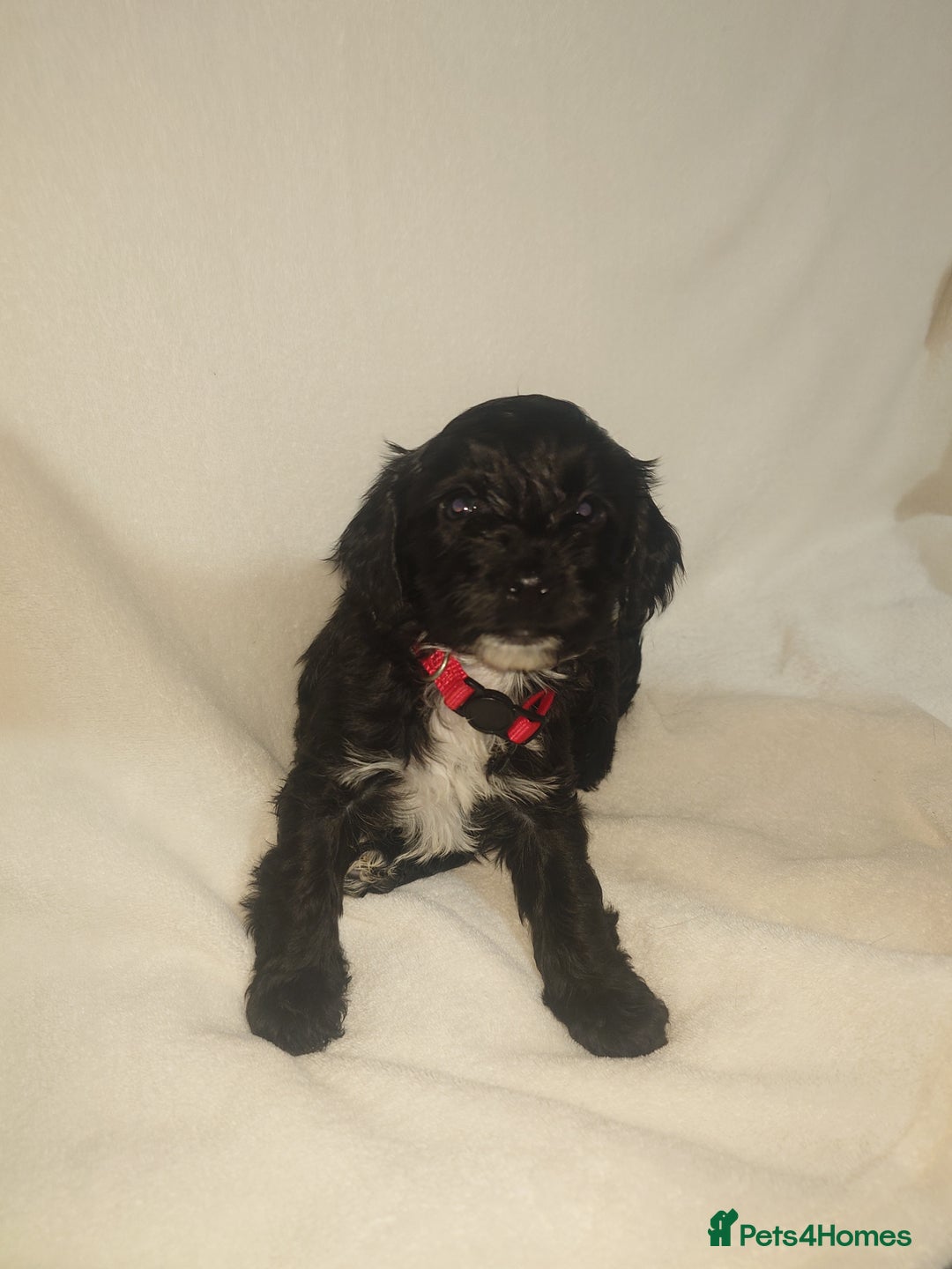 Cockapoo dogs for sale: Stunning cockerpoo pups - Image 8