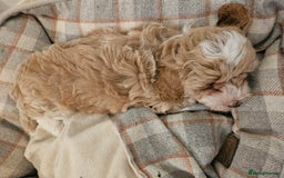 Maltipoo dogs for sale: Stunning Maltipoo Puppies ❤️  - Image 1
