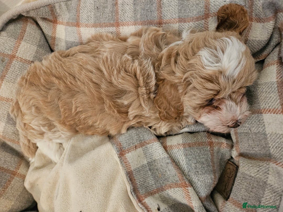 Maltipoo dogs for sale: Stunning Maltipoo Puppies ❤️  - Image 1