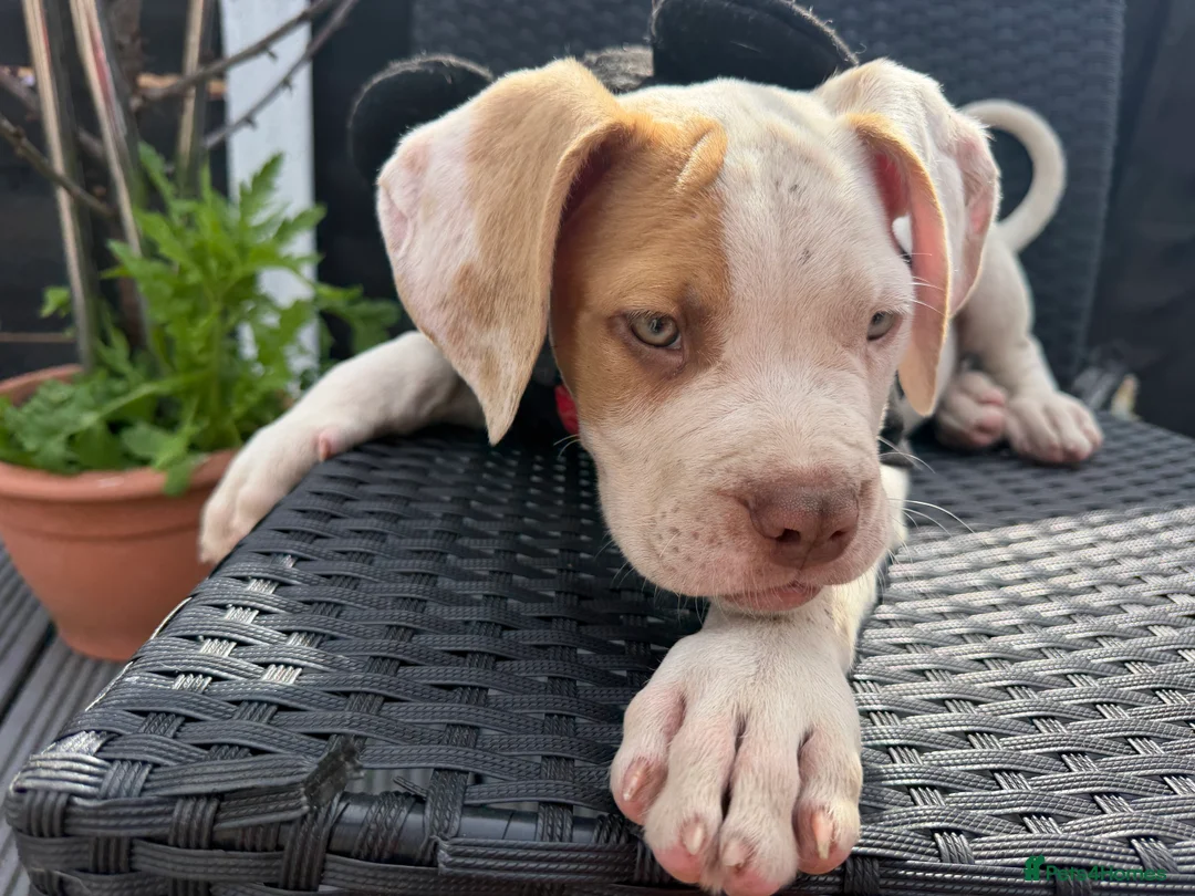 Mixed Breed dogs for sale: Beautiful mastiff puppies - Advert 2