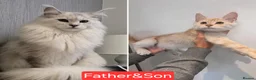 Maine Coon cats for sale:  RARELY LION KING - Advert 1