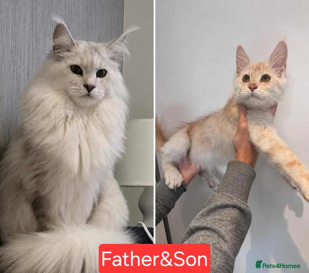 Maine Coon cats for sale:  RARELY LION KING - Advert 1