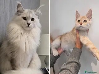 Maine Coon cats RARELY LION KING - Advert 2