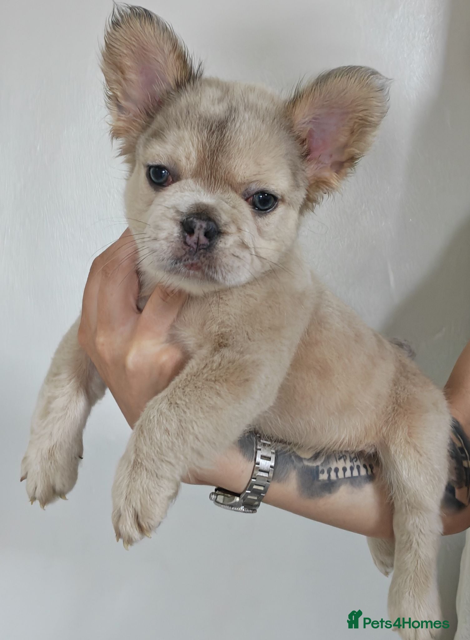 French Bulldog dogs Price reduced Fluffy French Bulldogs - Advert 1