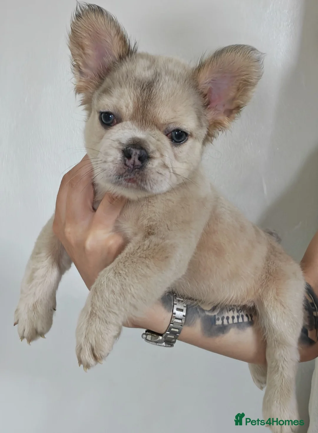 French Bulldog dogs for sale: Price reduced Fluffy French Bulldogs - Advert 1