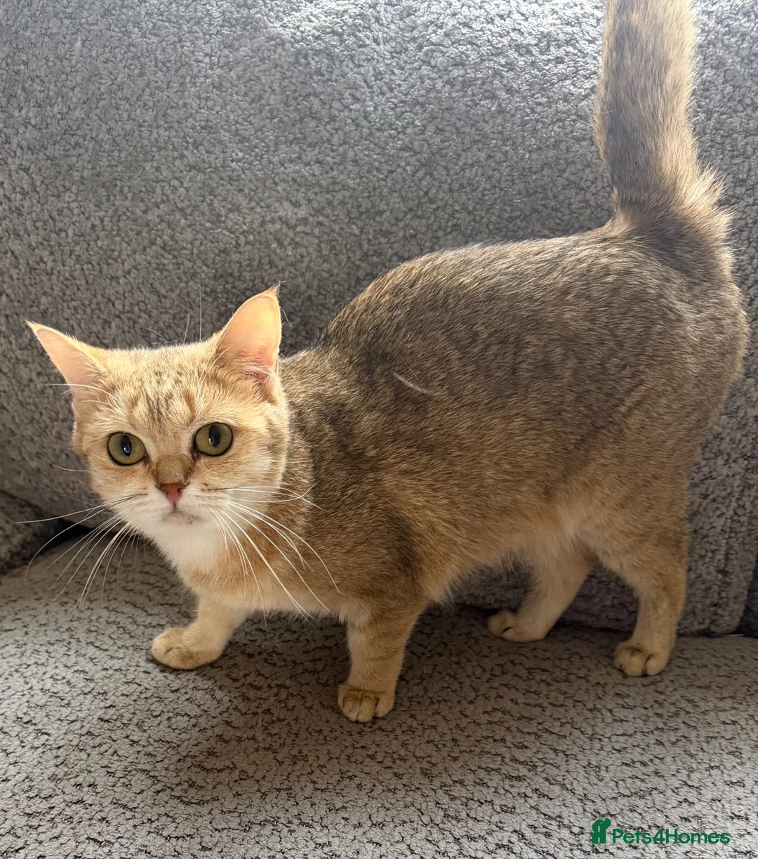British Shorthair cats for sale: Adorable British Shorthair Kittens for Sale - Advert 11