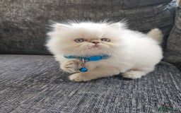 Persian cats for sale: Stunning Pedigree Persian Kitten - Image 7