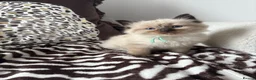 Ragdoll cats for sale: Ragdoll kittens  - Advert 3