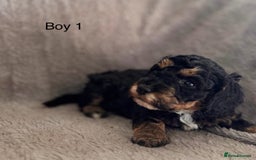 Maltipoo dogs for sale: F1B maltipoo - Image 3