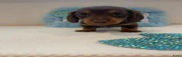 Miniature Dachshund dogs for sale: Beautiful miniature L/C dachshunds available - Advert 4
