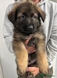 German Shepherd dogs German shepherd puppies  - Advert 1