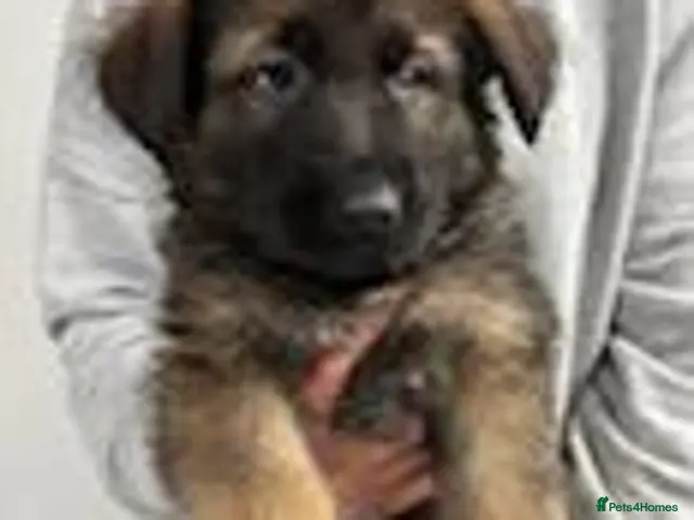 German Shepherd dogs for sale: German shepherd puppies - Advert 1