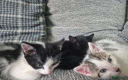 Mixed Breed cats for sale: Kittens needing their forever home - Image 1