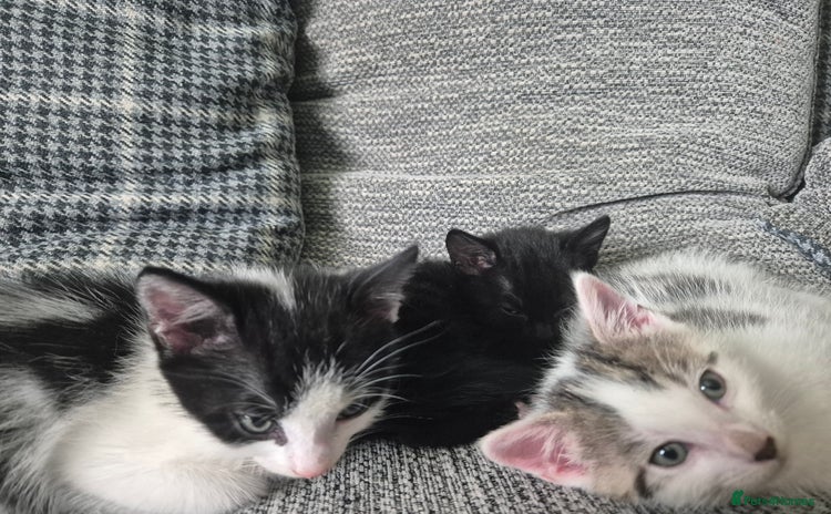 Mixed Breed cats - Advert 2