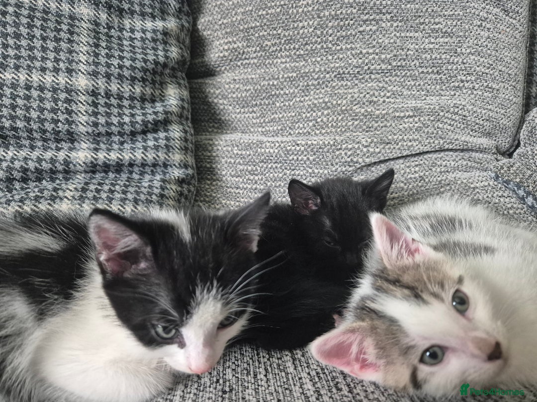 Mixed Breed cats for sale: Kittens needing their forever home - Image 1