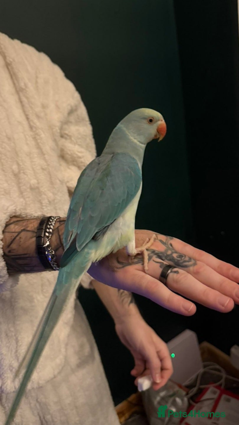 Ringnecks birds Blue Ringkneck  - Advert 1