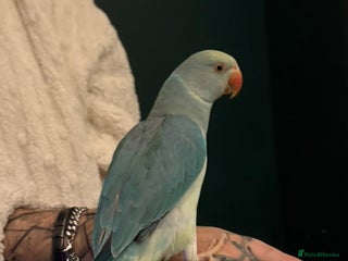 Ringnecks birds Blue Ringkneck - Advert 1