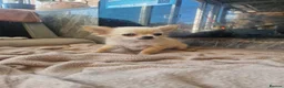 Chihuahua dogs for sale: Chihuahua long coat boy - Advert 3