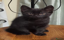 European cats for sale: Magic black kitten READY TO MOVE  - Image 8
