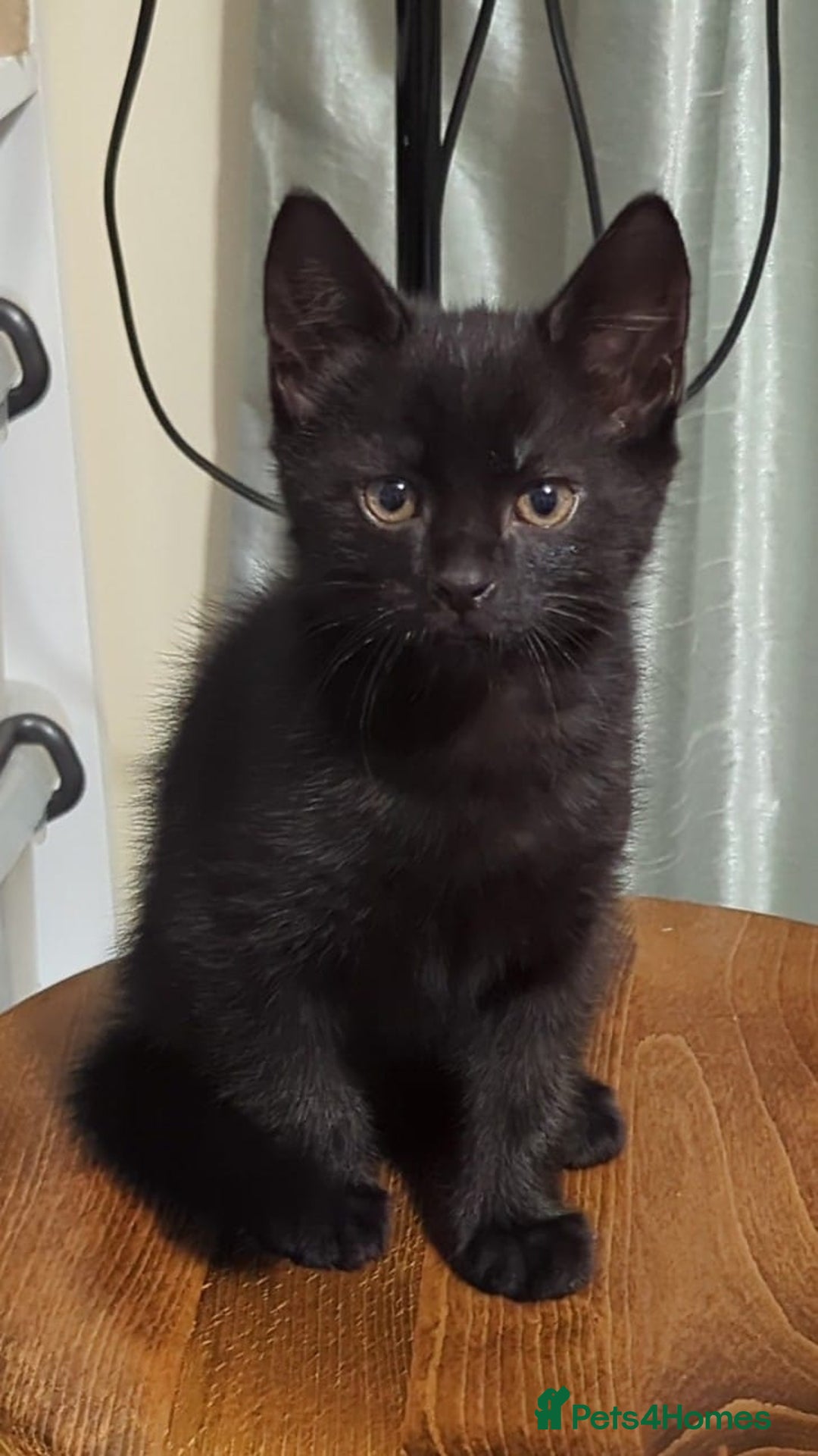 European cats for sale: Magic black kitten READY TO MOVE  - Image 8
