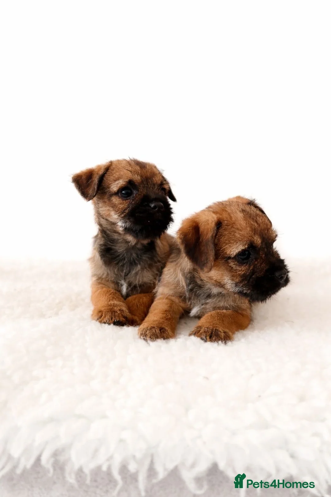 Border Terrier dogs for sale: Border terrier puppies - Advert 5