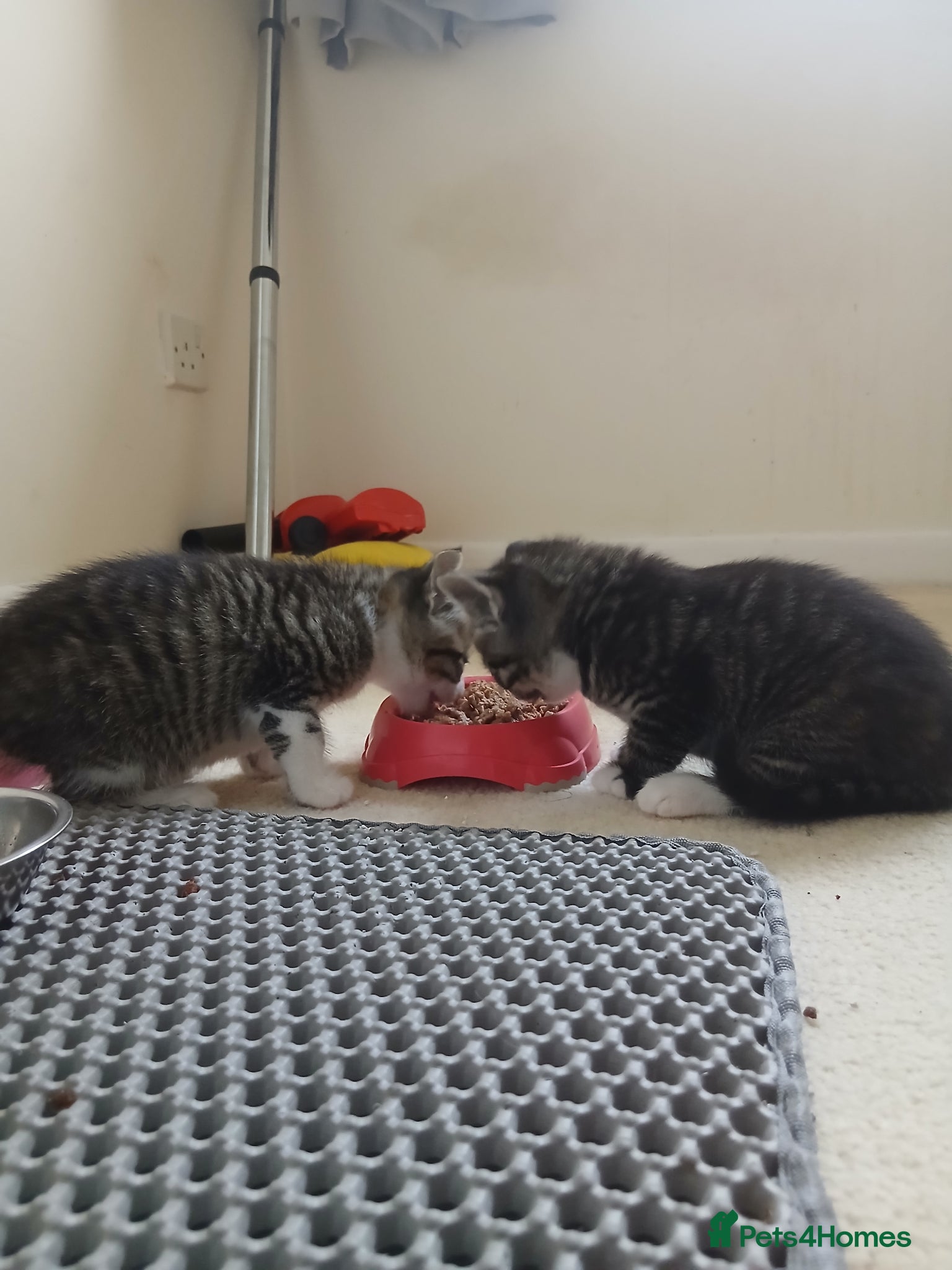 Mixed Breed cats Kittens for sale. - Advert 1