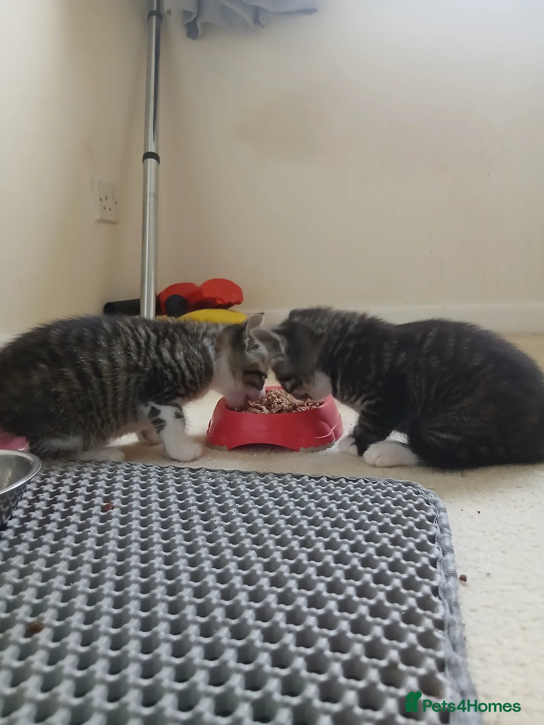 Mixed Breed cats for sale: Kittens for sale. - Advert 1