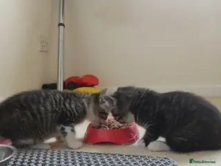 Mixed Breed cats Kittens for sale. - Advert 1
