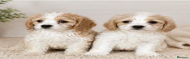 Cavachon Puppy 2