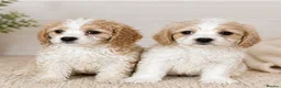 Cavachon dogs for sale: Adorable litter Cavachon Puppies in Queenborough - Advert 4
