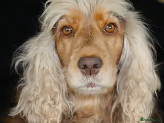 Cocker Spaniel dogs 5 year old Female Show Cocker Spaniel - Advert 18