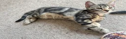 Mixed Breed cats for sale: Cuddly Tabby Kittens – Home Raised - Advert 5