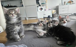 Maine Coon cats for sale: Maine coon kittens  - Image 8