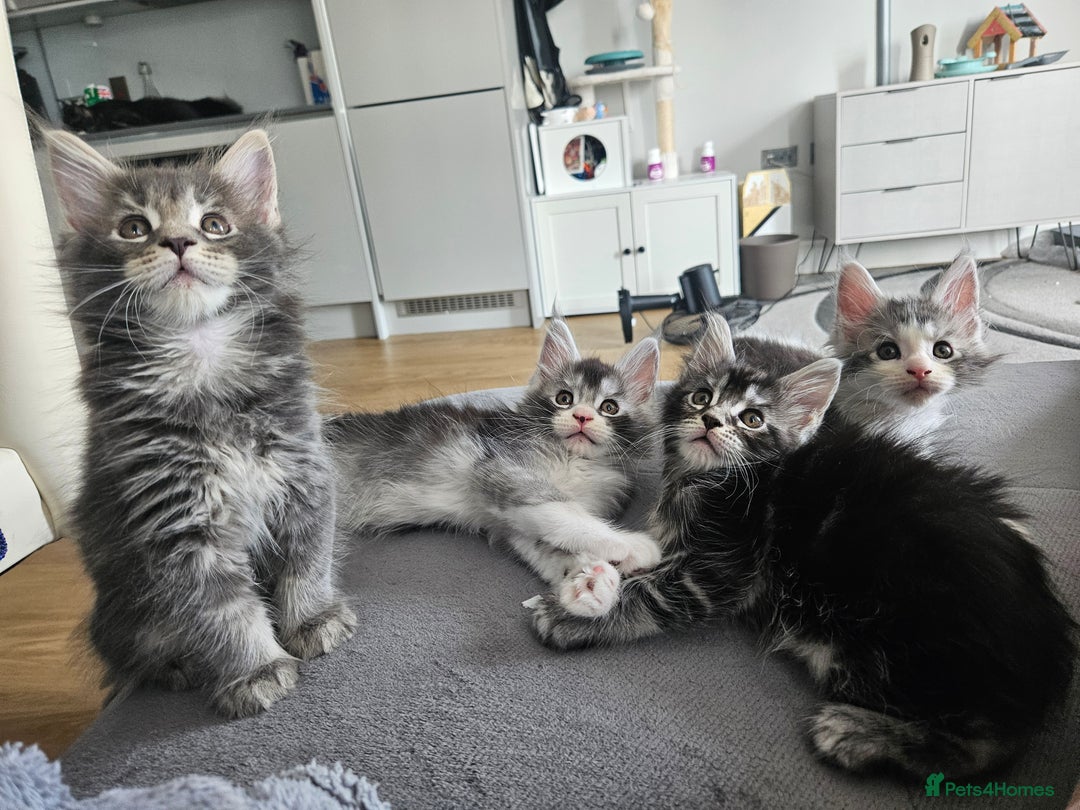Maine Coon cats for sale: Maine coon kittens  - Image 8