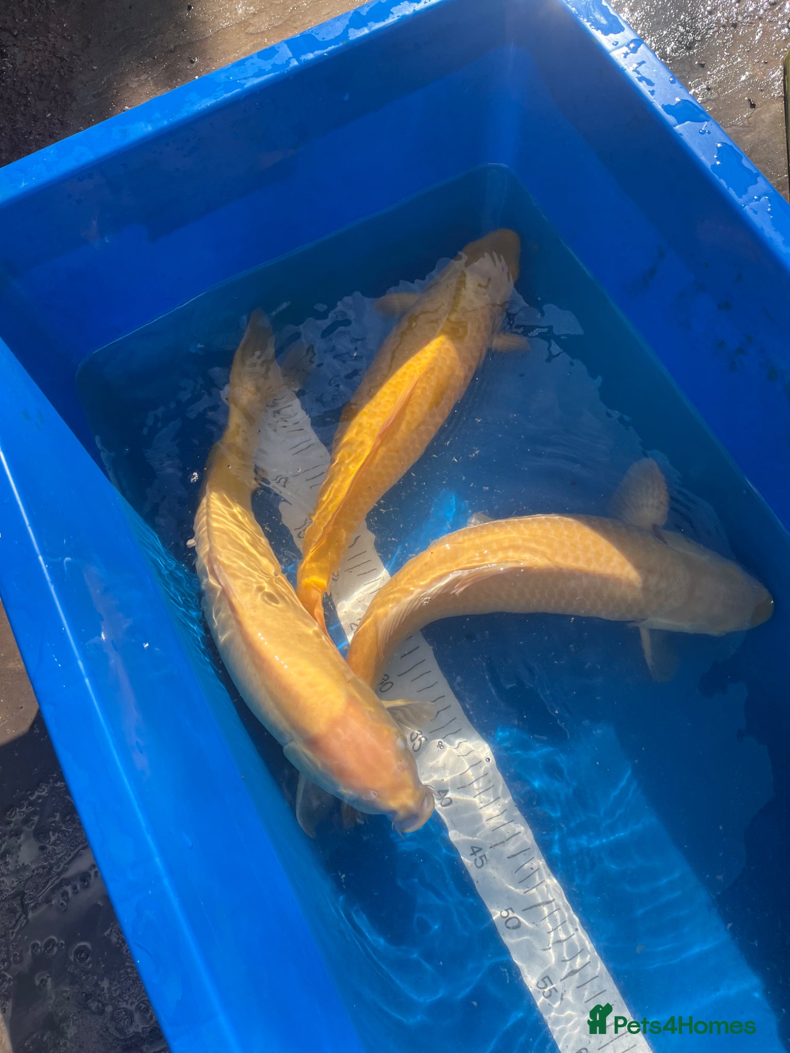 Koi Carp fish Japanese koi carp for sale  - Advert 20