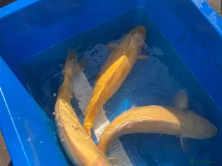 Koi Carp fish Japanese koi carp for sale - Advert 20