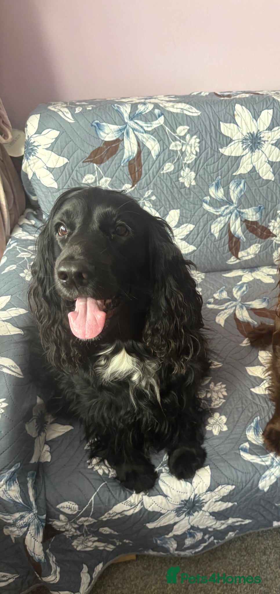 Cocker Spaniel dogs 7 Girls Cocker Spaniel Puppies (working) - Advert 1