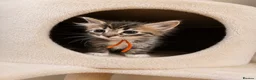 Ragcoon cats for sale: Ragcoon kittens 🐾  - Advert 7