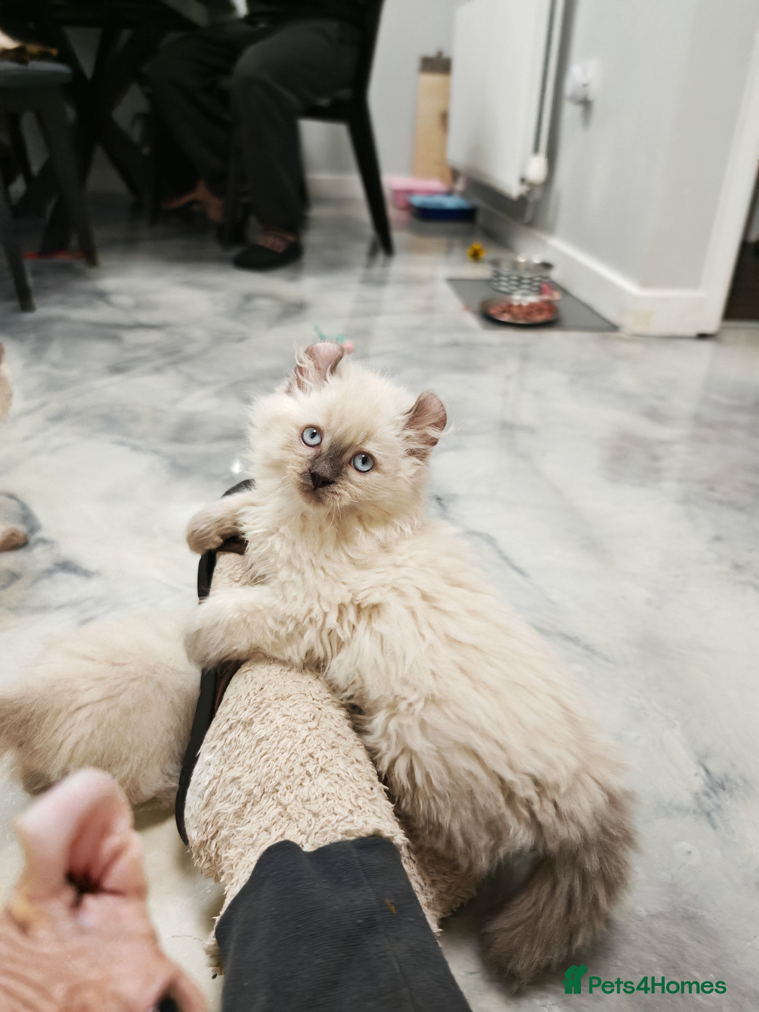 American Curl cats RARE, Unique, Affectionate American Curl Kittens!  - Advert 3